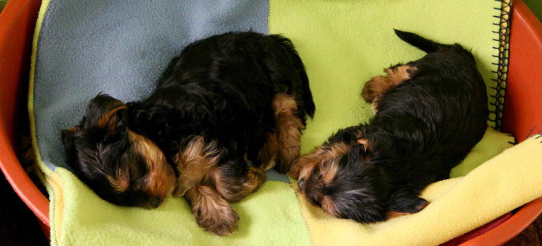 ddos在线攻击测试网站